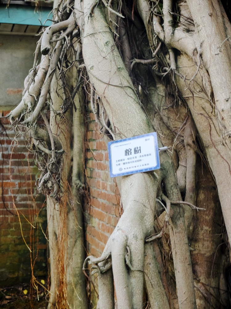 馬祖新村文創園區也保留了眷村的老榕樹